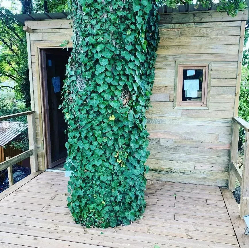 Cabane en bois (2)
